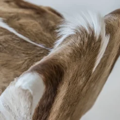 Ottomana alata Gabriele 1941*Berdondini 1926 Hot