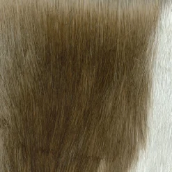 Ottomana alata Gabriele 1941*Berdondini 1926 Hot